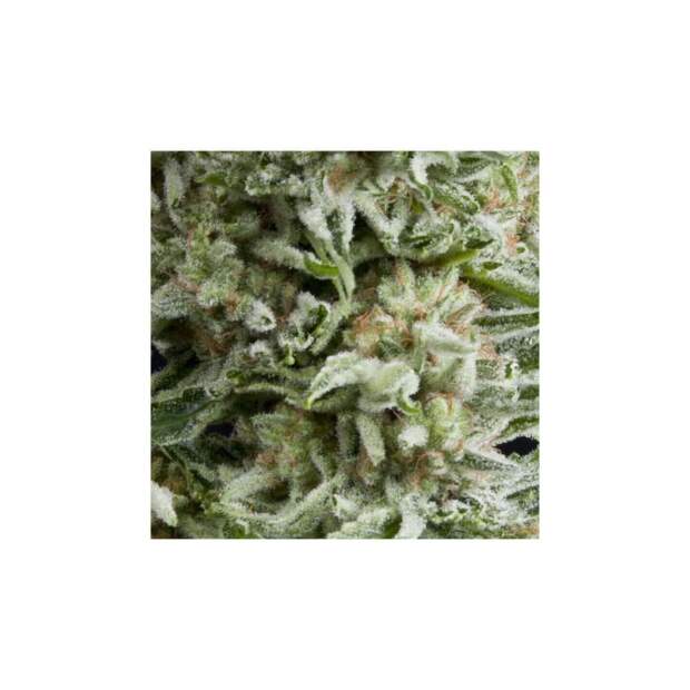 Pyramid Seeds Auto Amnesia Gold 5 Stk feminisiert