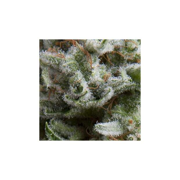 Pyramid Seeds Auto Anesthesia 3 Stk feminisiert