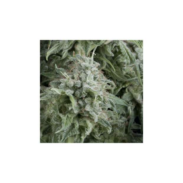 Pyramid Seeds Auto Anubis 100 pcs feminised