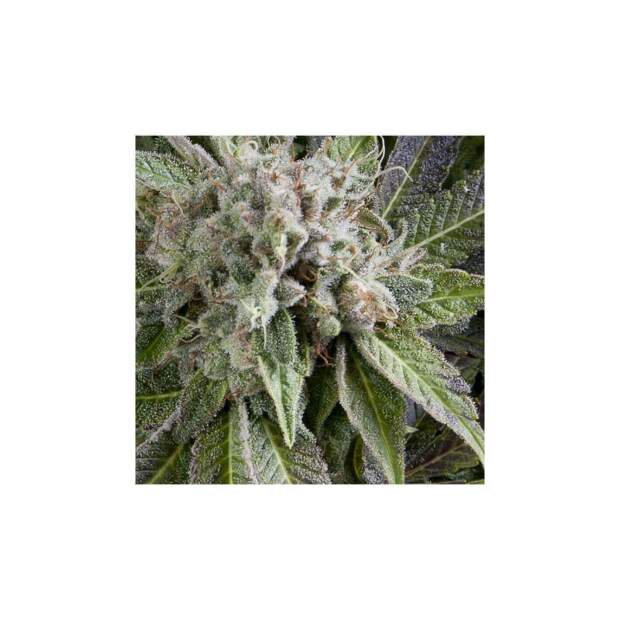 Pyramid Seeds Auto Blue Pyramid 3 pcs feminised