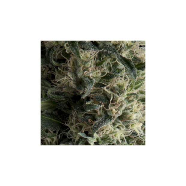 Pyramid Seeds Auto Galaxy 3 pcs feminised