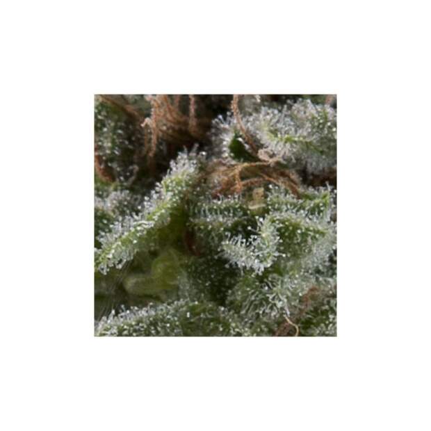 Pyramid Seeds Auto New York City 50 pcs feminised