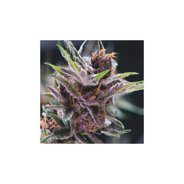 Pyramid Seeds Black Cherry Punch 5 pcs feminised