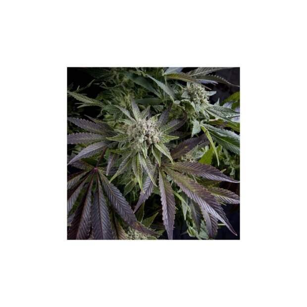 Pyramid Seeds Blue Pyramid 5 Stk feminisiert