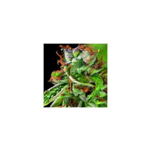 Pyramid Seeds Double OG Haze 3 Stk feminisiert