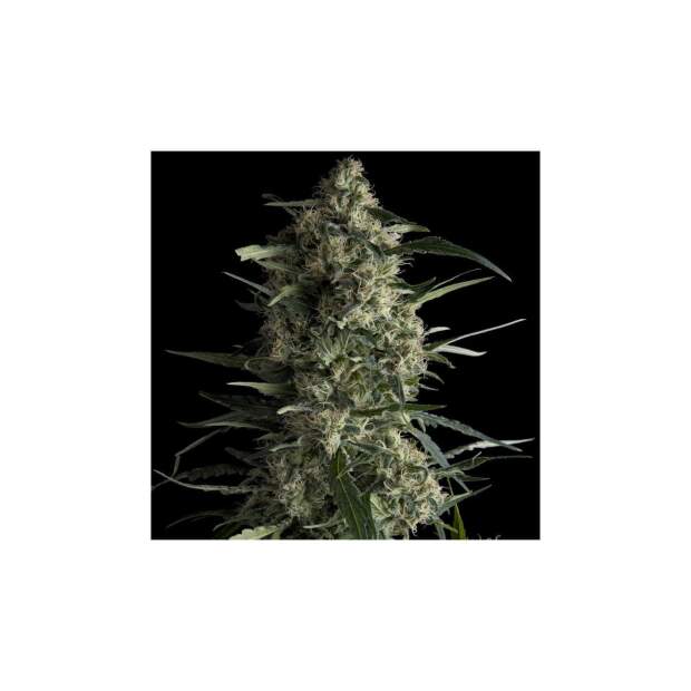 Pyramid Seeds Galaxy 3 pcs feminised