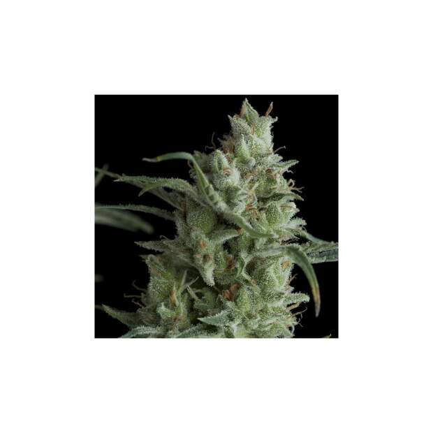 Pyramid Seeds Kryptonite 3 pcs feminised