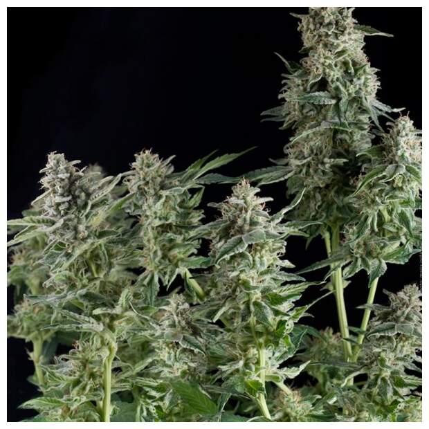 Pyramid Seeds Northern Lights 3 Stk feminisiert