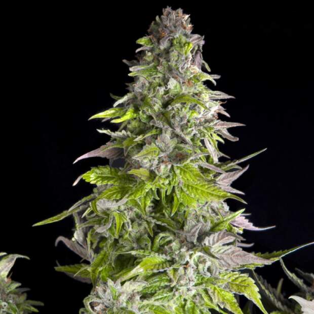 Pyramid Seeds Romulan 5 pcs feminised