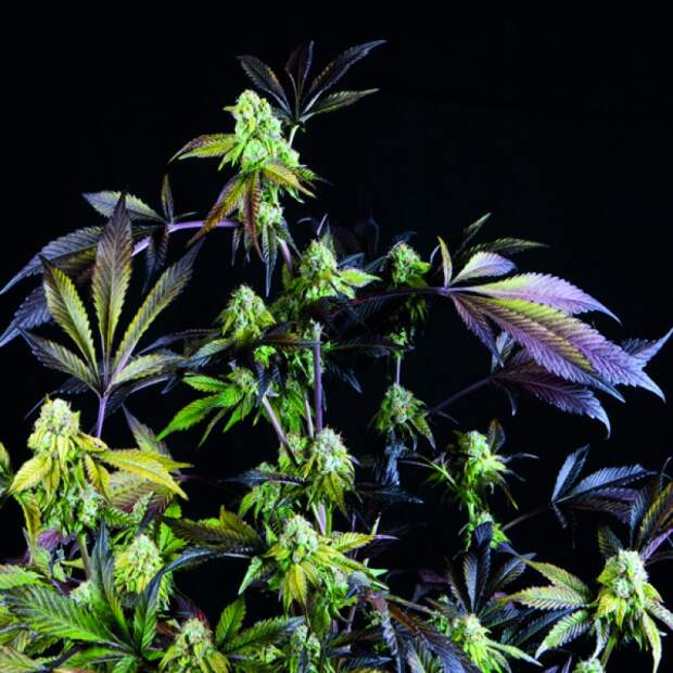 Pyramid Seeds Sunset Sherbet 5 pcs feminised