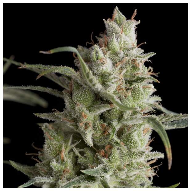 Pyramid Seeds Super OG Kush 3 Stk feminisiert