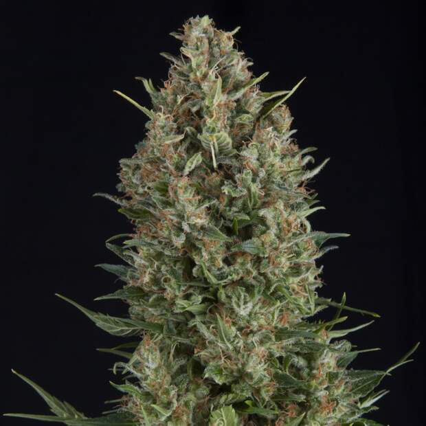 Pyramid Seeds Wembley 3 pcs feminised