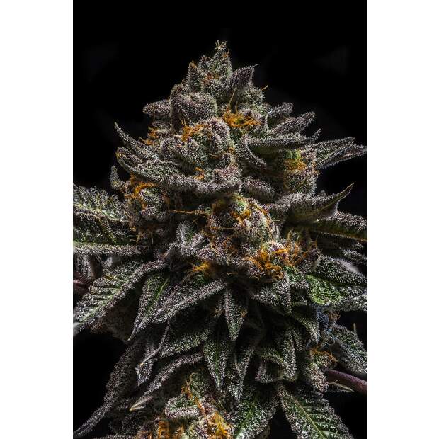 Ripper Seeds Brain Cake 3 pcs feminised