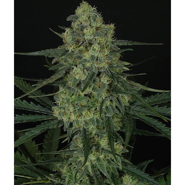 Ripper Seeds Criminal + 5 pcs feminised