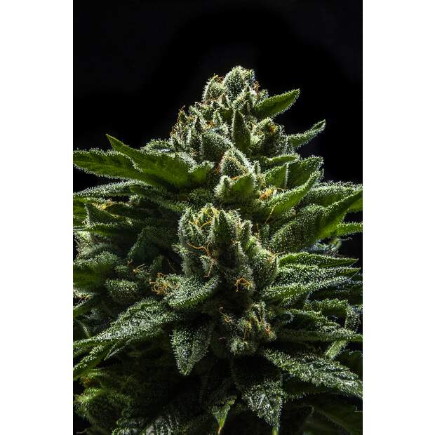 Ripper Seeds Do-G 3 pcs feminised