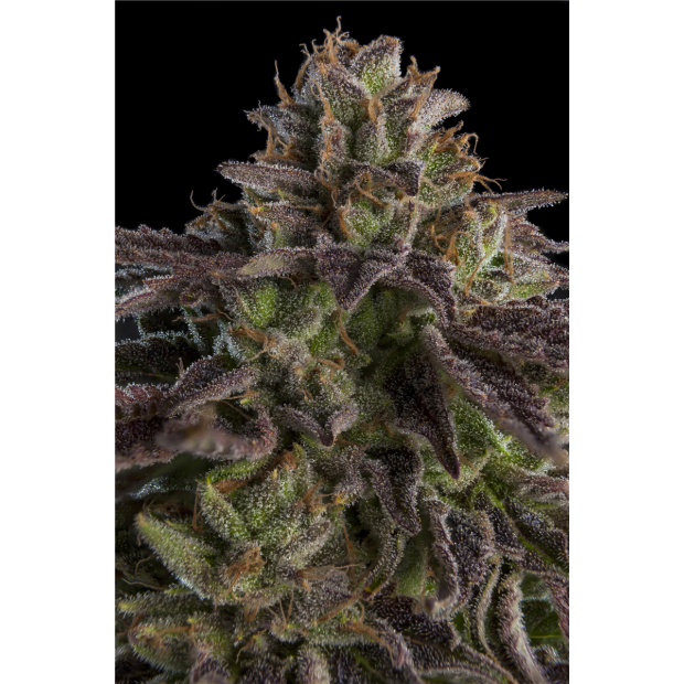 Ripper Seeds Kmintz 5 Stk feminisiert