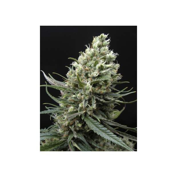 Ripper Seeds Ripper Haze 3 Stk feminisiert