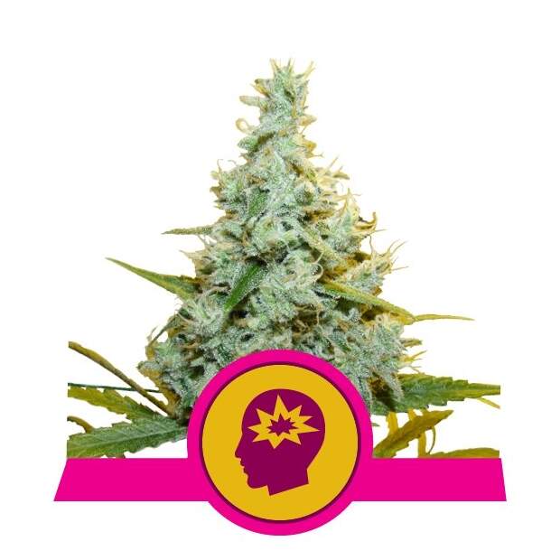 Royal Queen Seeds AMG Amnesia Mac Ganja 3 pcs feminised