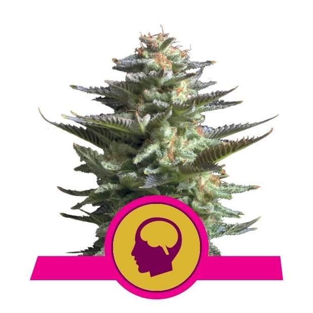 Royal Queen Seeds Amnesia Haze 3 pcs feminised