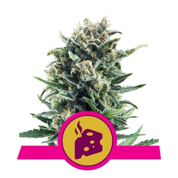 Royal Queen Seeds Blue Cheese 5 Stk feminisiert