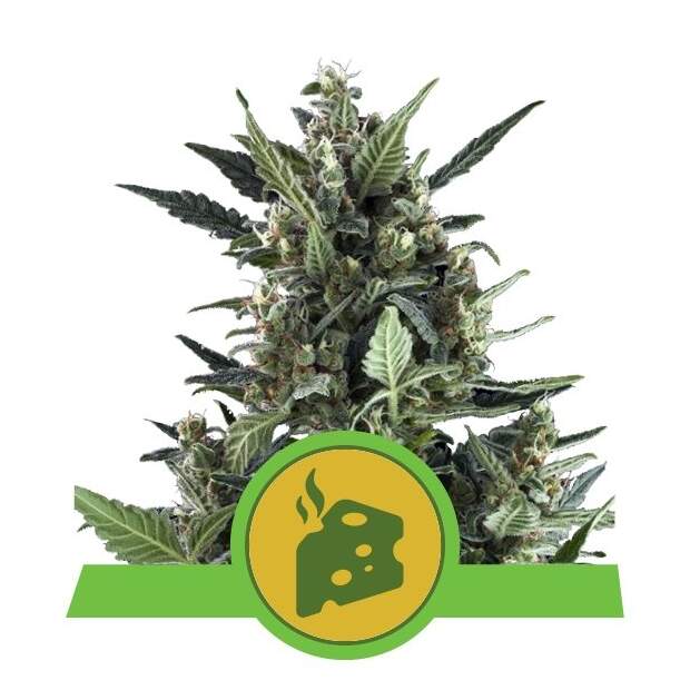 Royal Queen Seeds Blue Cheese Auto 5 Stk feminisiert