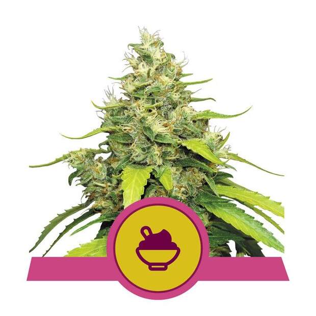 Royal Queen Seeds Blue Gelato USA Premium 3 Stk feminisiert