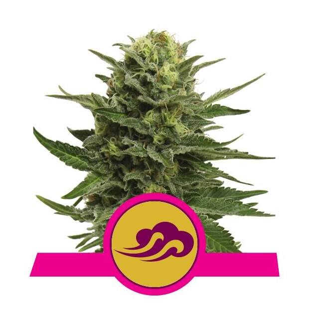 Royal Queen Seeds Blue Mystic 3 pcs feminised