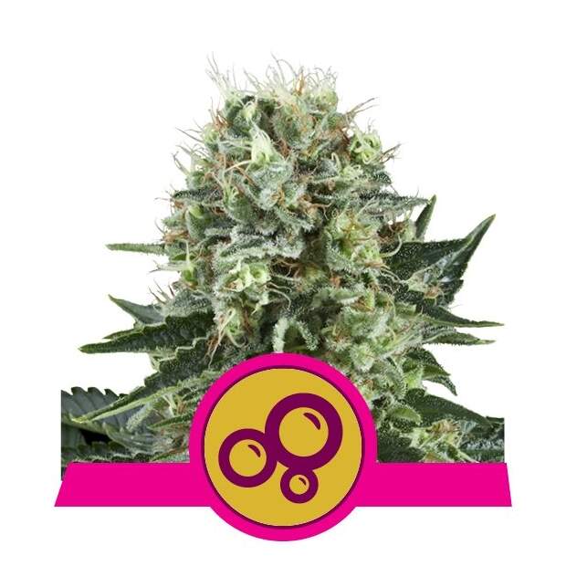 Royal Queen Seeds Bubble Kush 5 Stk feminisiert