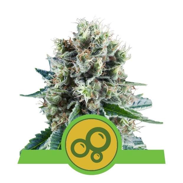 Royal Queen Seeds Bubble Kush Auto 3 pcs feminised