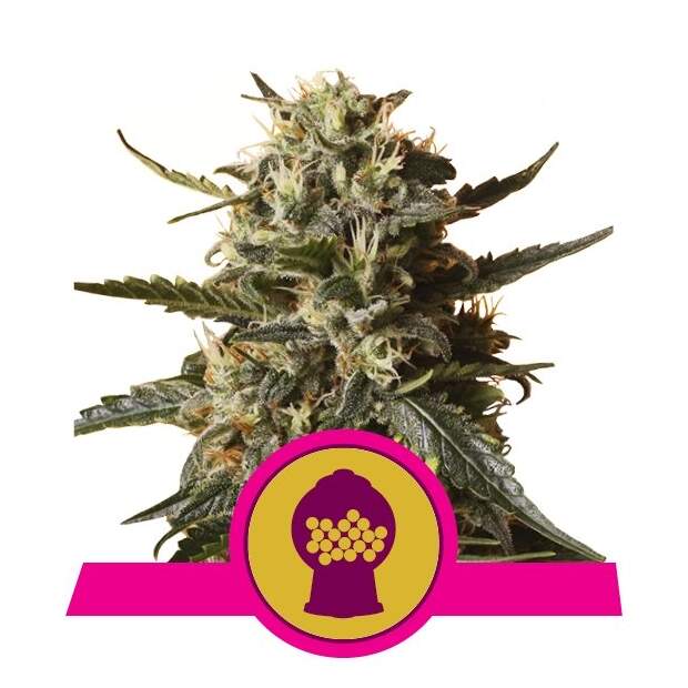 Royal Queen Seeds Bubblegum XL 10 pcs feminised