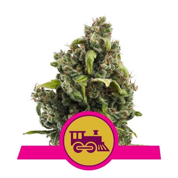 Royal Queen Seeds Candy Kush Express-Fast 5 pcs feminised