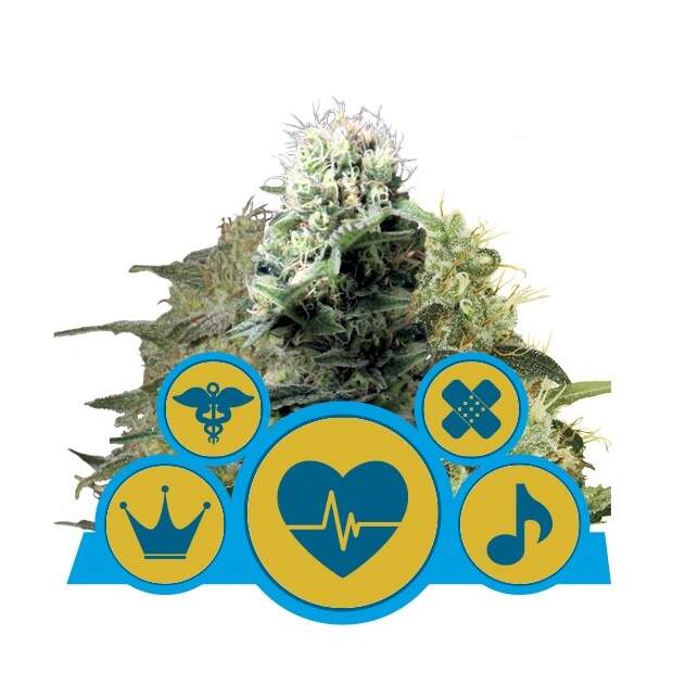 Royal Queen Seeds CBD Mix / Medical Mix 3 Stk feminisiert