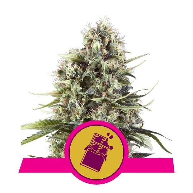 Royal Queen Seeds Chocolate Haze 3 Stk feminisiert