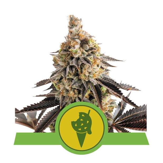 Royal Queen Seeds Cookies Gelato USA Premium Auto 3 Stk feminisiert