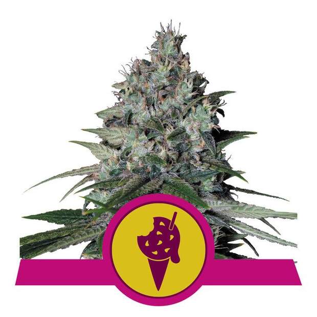 Royal Queen Seeds Cookies Gelato USA Premium 3 pcs feminised