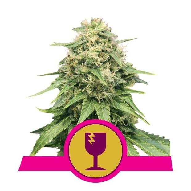 Royal Queen Seeds Critical 10 Stk feminisiert