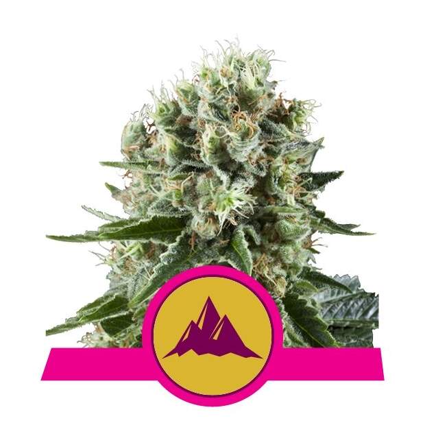 Royal Queen Seeds Critical Kush 10 Stk feminisiert