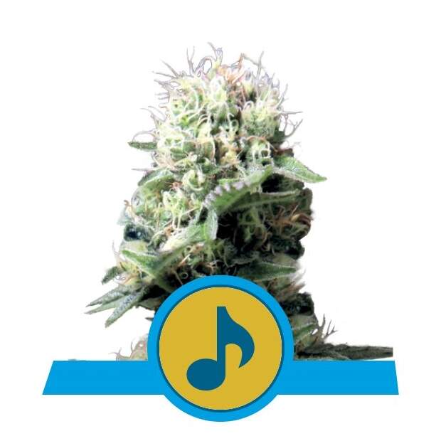 Royal Queen Seeds Dance World CBD 3 Stk feminisiert