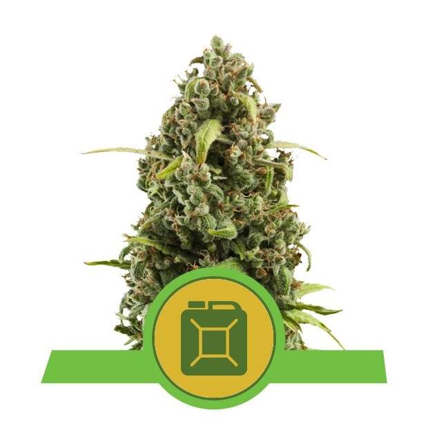 Royal Queen Seeds Diesel Auto 3 Stk feminisiert