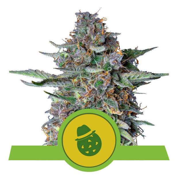 Royal Queen Seeds Do-Si-Dos USA Premium Auto 3 Stk feminisiert