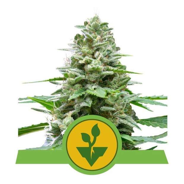 Royal Queen Seeds Easy Bud Auto 3 pcs feminised