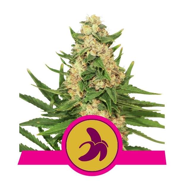 Royal Queen Seeds Fat Banana USA Premium 5 pcs feminised