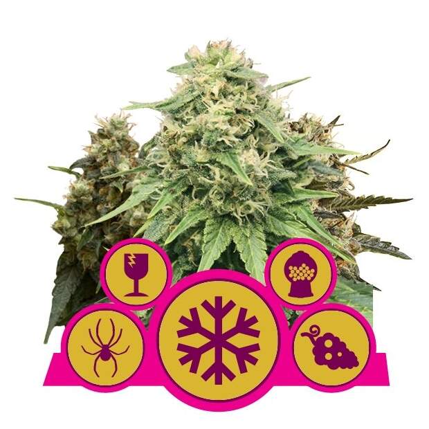 Royal Queen Seeds Feminized Mix 5 Stk feminisiert