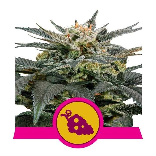 Royal Queen Seeds Fruit Spirit 3 Stk feminisiert