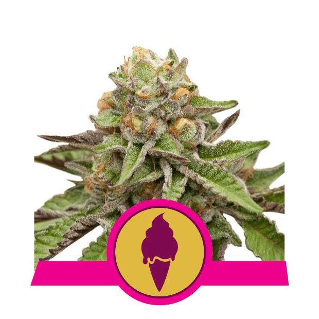 Royal Queen Seeds Green Gelato USA Premium 3 Stk feminisiert