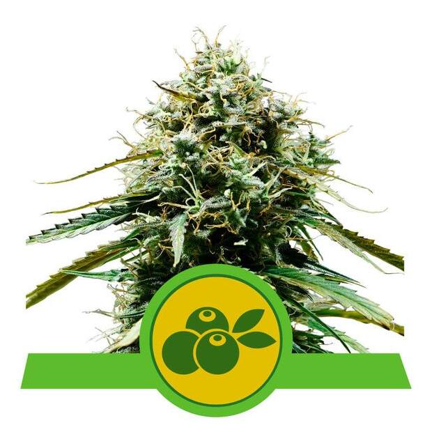 Royal Queen Seeds Haze Berry Auto 3 pcs feminised