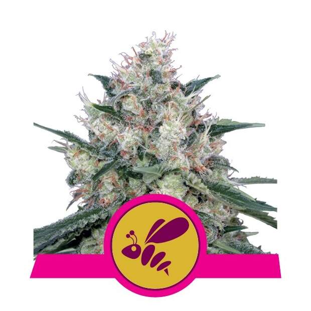 Royal Queen Seeds Honey Cream - Fast Version 5 Stk feminisiert