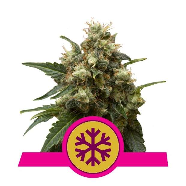 Royal Queen Seeds Ice 3 Stk feminisiert