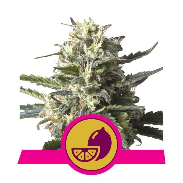 Royal Queen Seeds Lemon Shining Silver Haze 3 Stk feminisiert