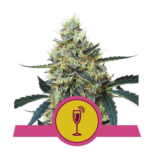 Royal Queen Seeds Mimosa USA Premium 5 Stk feminisiert